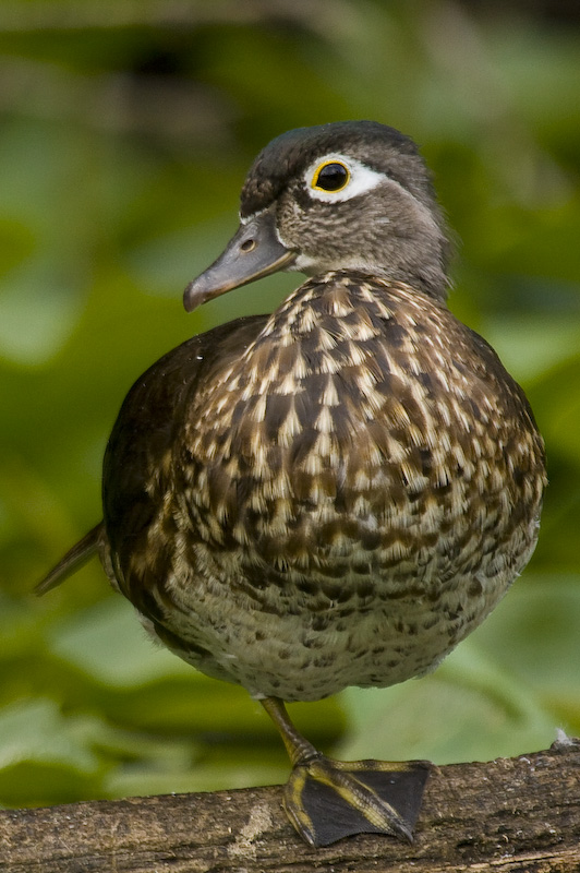 Wood Duck